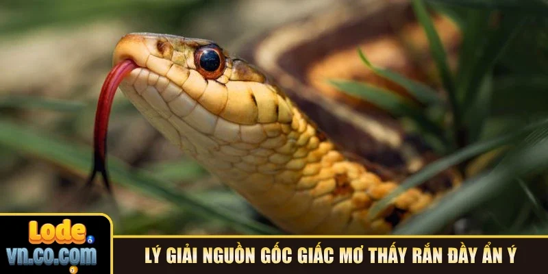 Lý giải nguồn gốc giấc mơ thấy rắn đầy ẩn ý